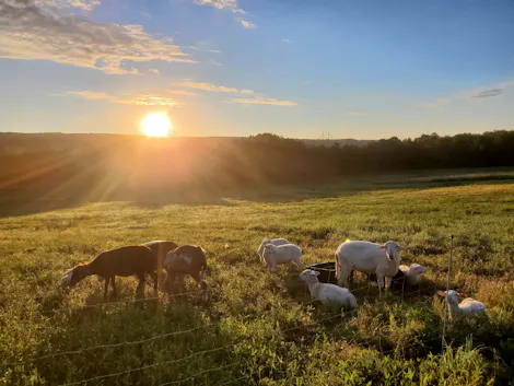 Veterans Creating a Viable Tree Crop Economy in the Northeastern United States